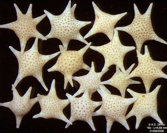 ¿Granos de arena con forma de estrella? Sí, en Japón 