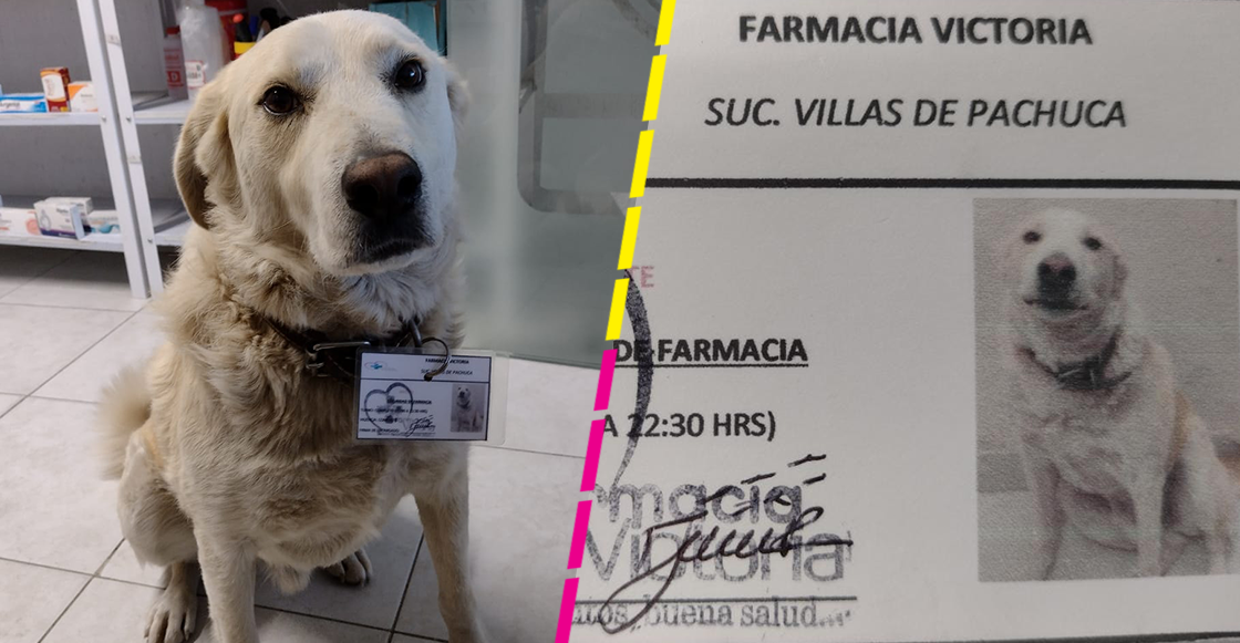 ¿Qué va a llevar? Farmacia contrata a perrito como jefe de seguridad y tiene su propio gafete
