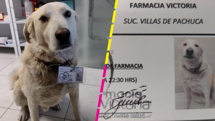 ¿Qué va a llevar? Farmacia contrata a perrito como jefe de seguridad y tiene su propio gafete