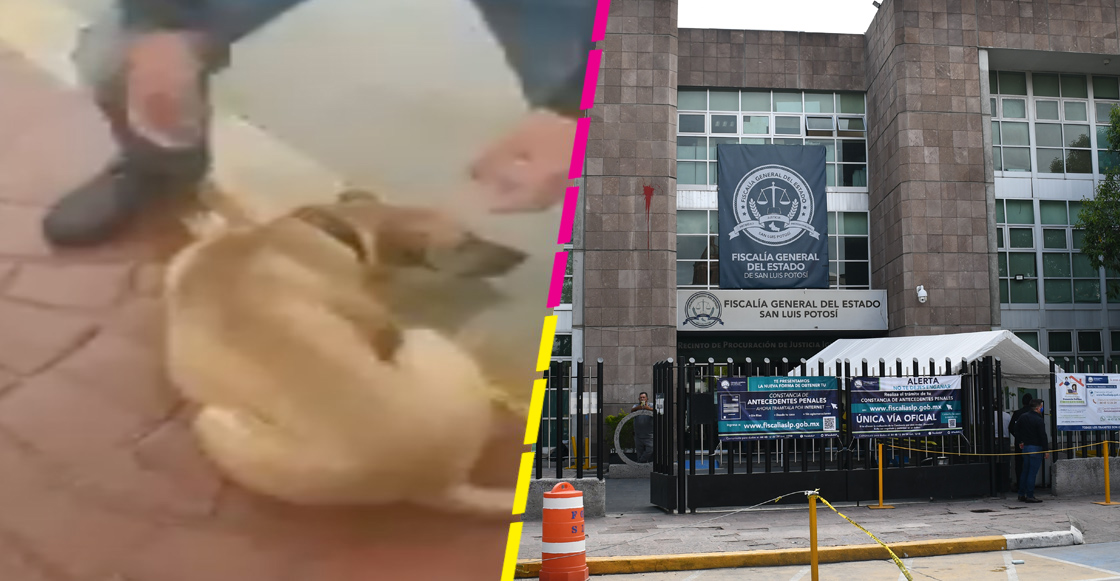 fiscalia-perrito-san-luis-potosi