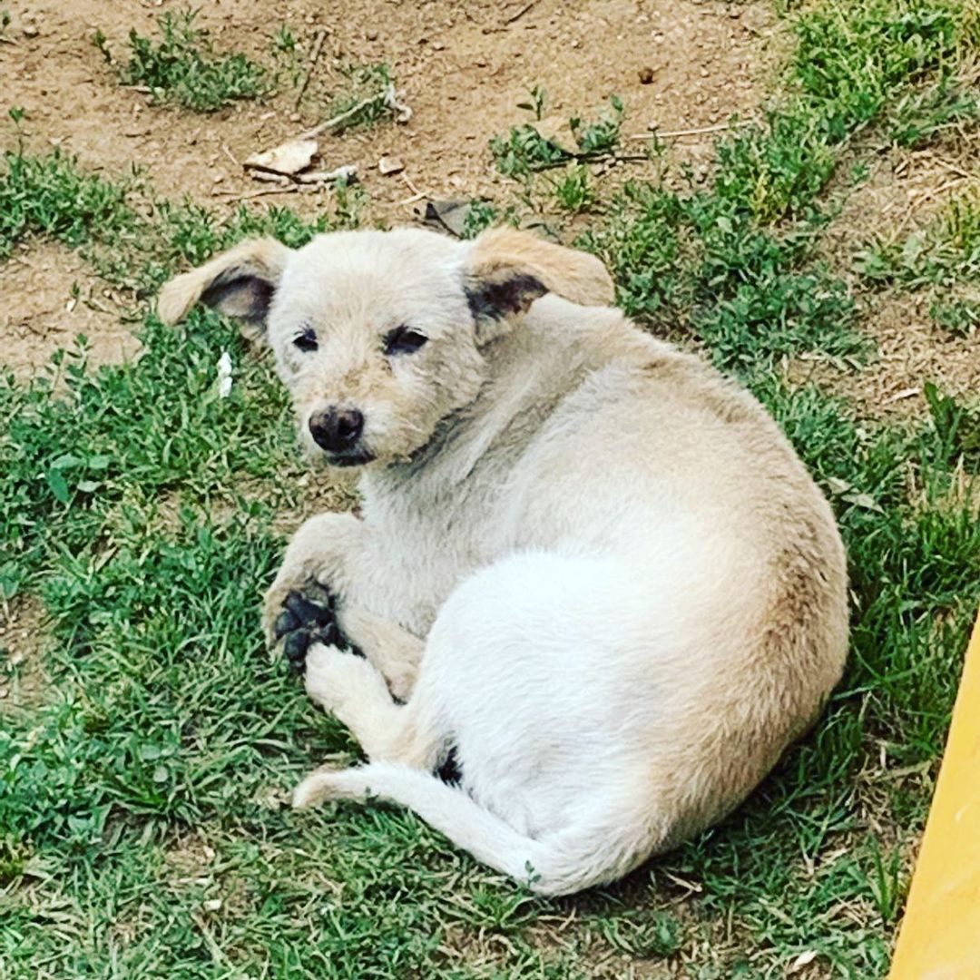 Gasolín: El perrito que se hizo viral por trabajar en una gasolinera