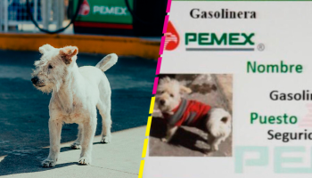 Gasolín: El perrito que se hizo viral por trabajar en una gasolinera