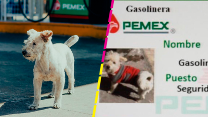 Gasolín: El perrito que se hizo viral por trabajar en una gasolinera