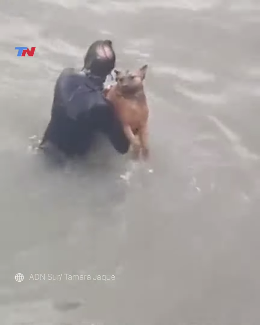 ¡Qué rifado! Hombre se lanza al mar para rescatar a un perrito que se ahogaba