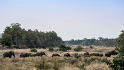 manada-elefantes-regresa-casa-viaje