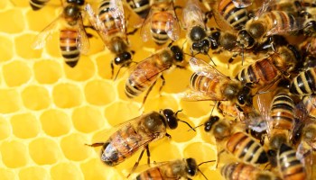 miel-abejas-mexico