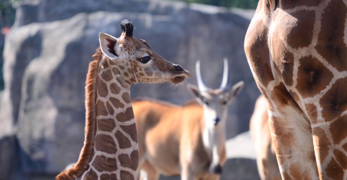 nombre-jirafa-zoologico-san-juan-aragon-cdmx