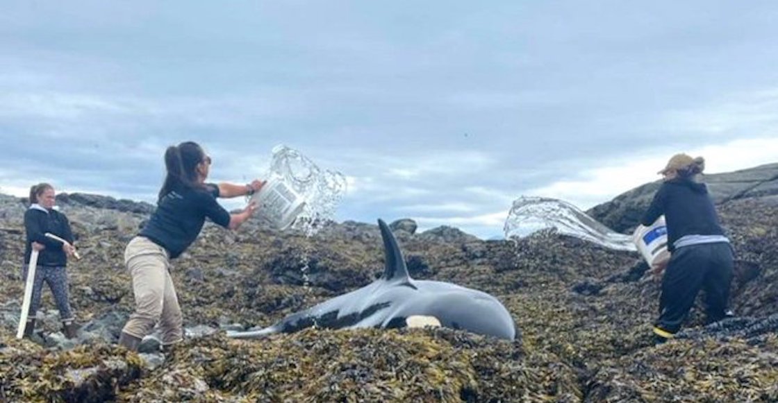 orca-atrapada-alaska
