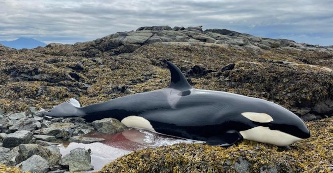 orca-atrapada-liberada-alaska