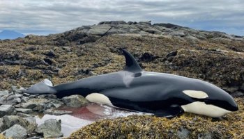orca-atrapada-liberada-alaska