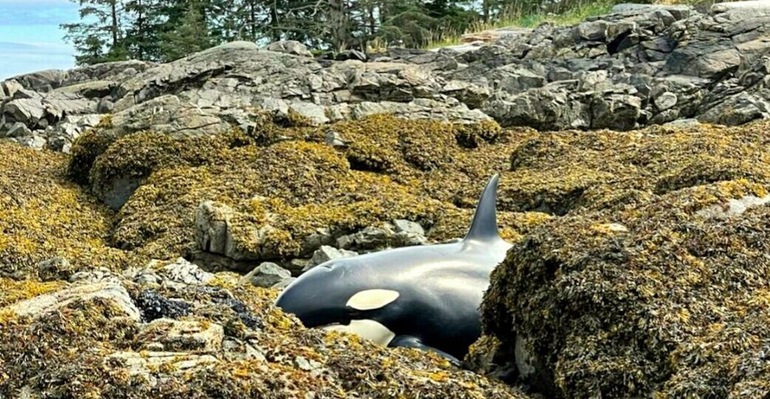 orca-atrapada-rocas-alaska
