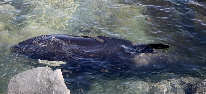 ¡Ternuringa! Orca que queda varada entre las rocas, suplica por ayuda