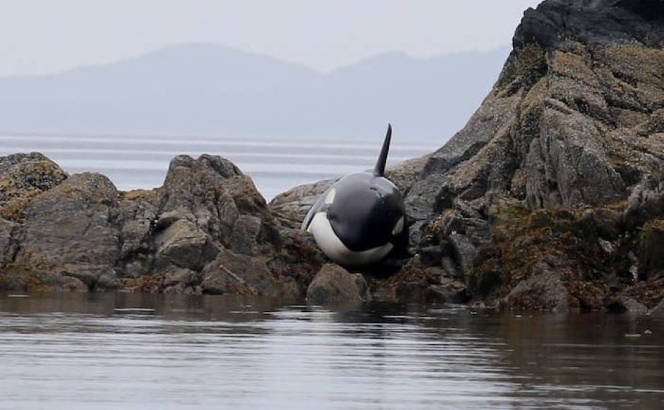 ¡Ternuringa! Orca que queda varada entre las rocas, suplica por ayuda