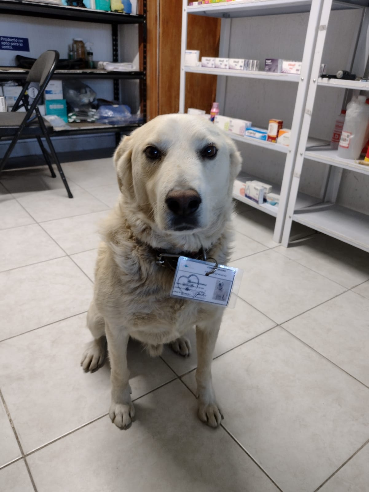 Farmacia contrata a perrito como jefe de seguridad y tiene su propio gafeteFarmacia contrata a perrito como jefe de seguridad y tiene su propio gafete