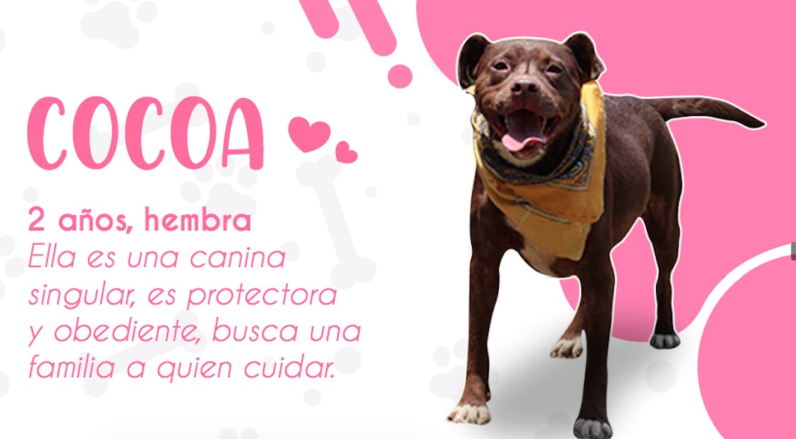 perritos-adopcion-cdmx