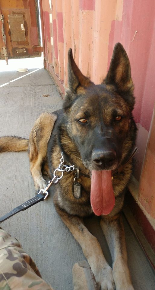 perros-estados-unidos-afganistan