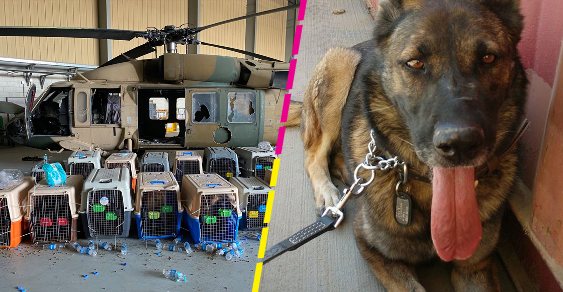 perros-estados-unidos-afganistan