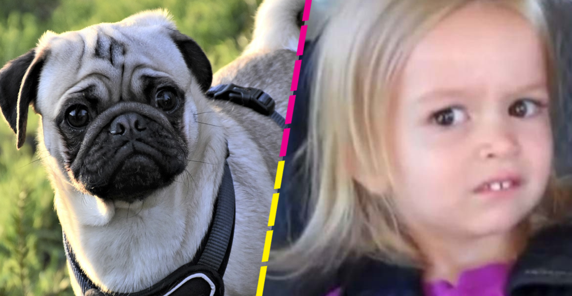 WTF!? Tiktoker enseña tapete hecho con la piel de su perrito pug