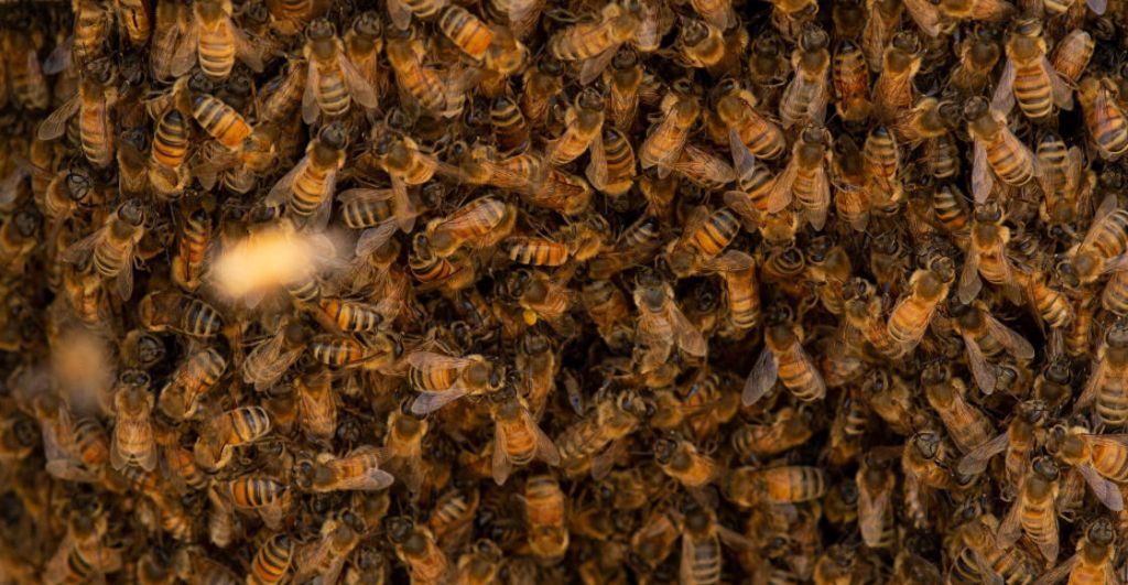 abejas-atacaron-estudiantes-prepa-campeche