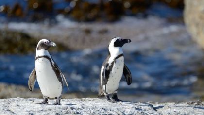 abejas-matan-pinguinos-sudafrica
