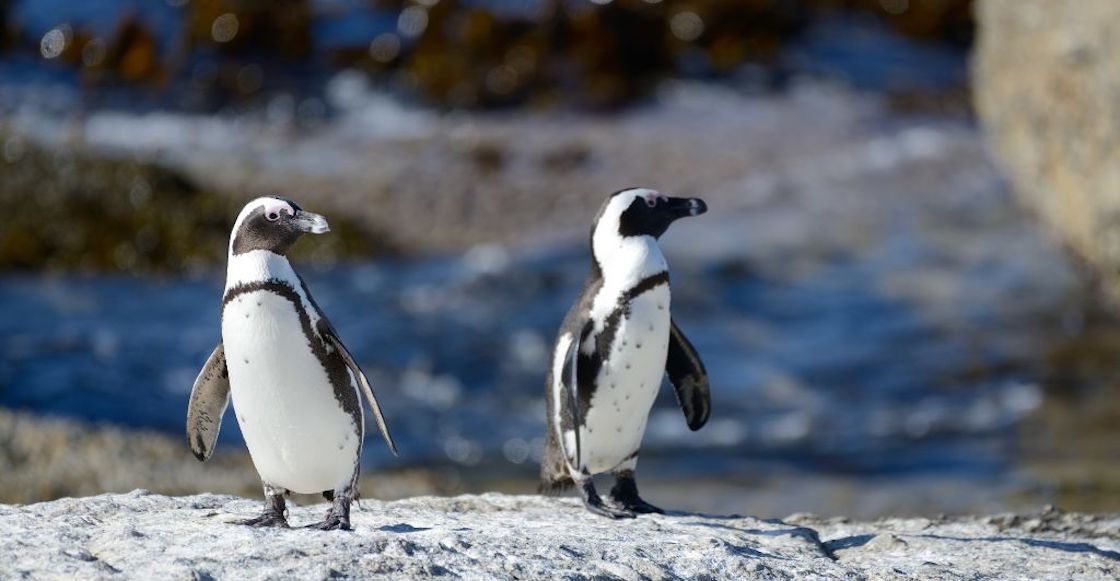 abejas-matan-pinguinos-sudafrica