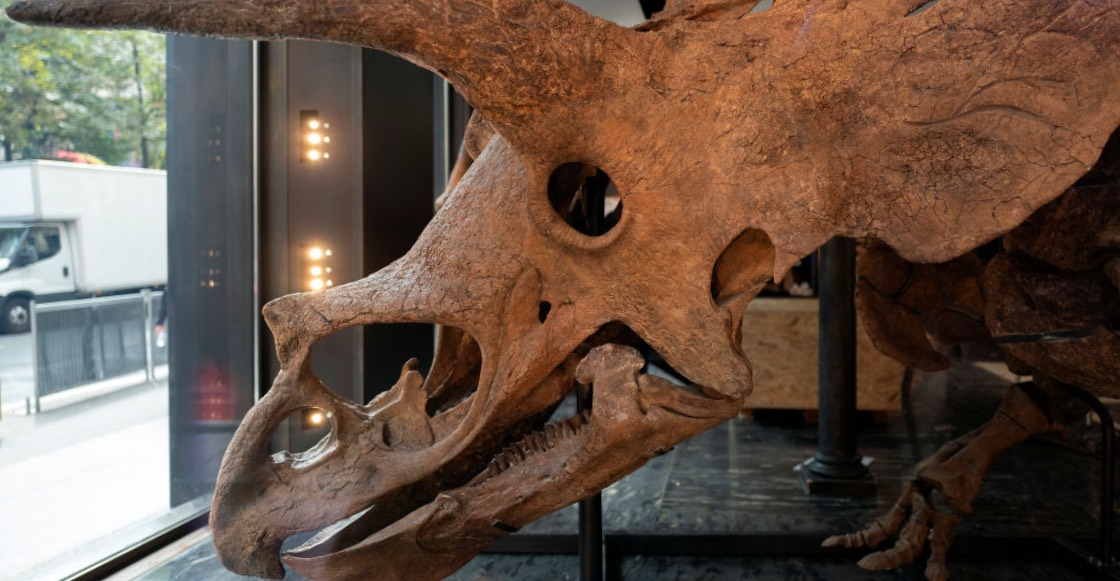 Subastarán a "Big John", el esqueleto más grande de triceratops en el mundo