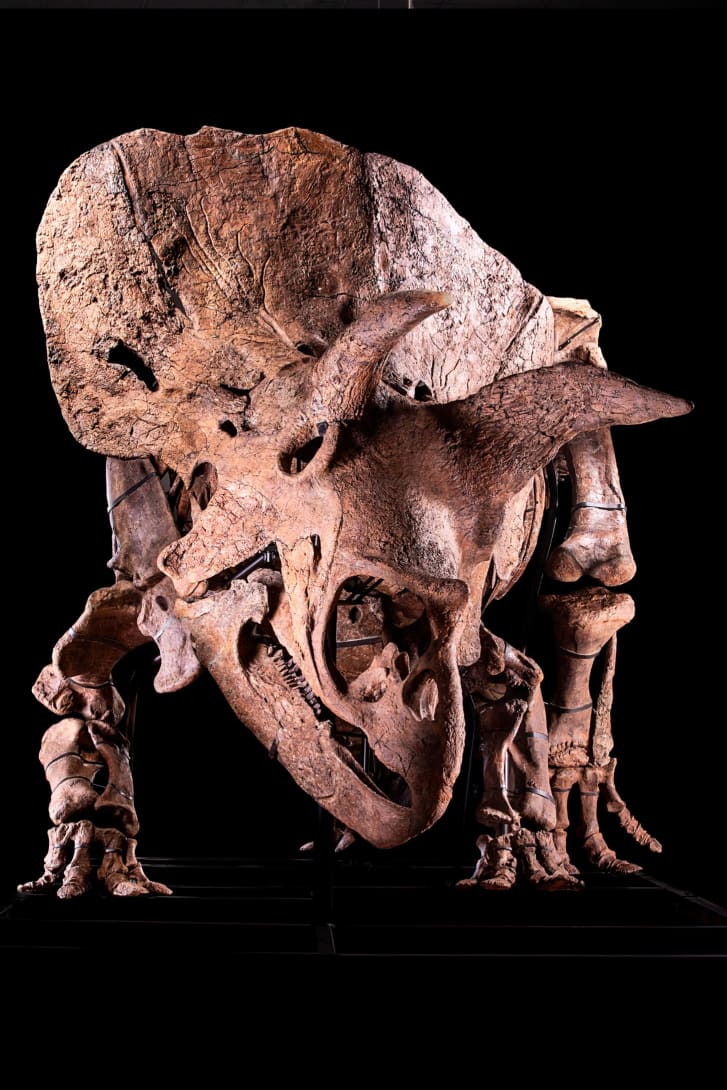 Subastarán a "Big John", el esqueleto más grande de triceratops en el mundo