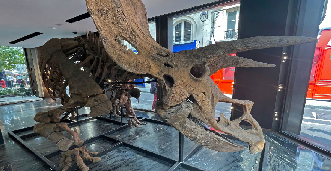 big-john-esqueleto-triceratops-subasta-francia-viral-2
