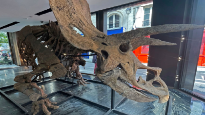 big-john-esqueleto-triceratops-subasta-francia-viral-2