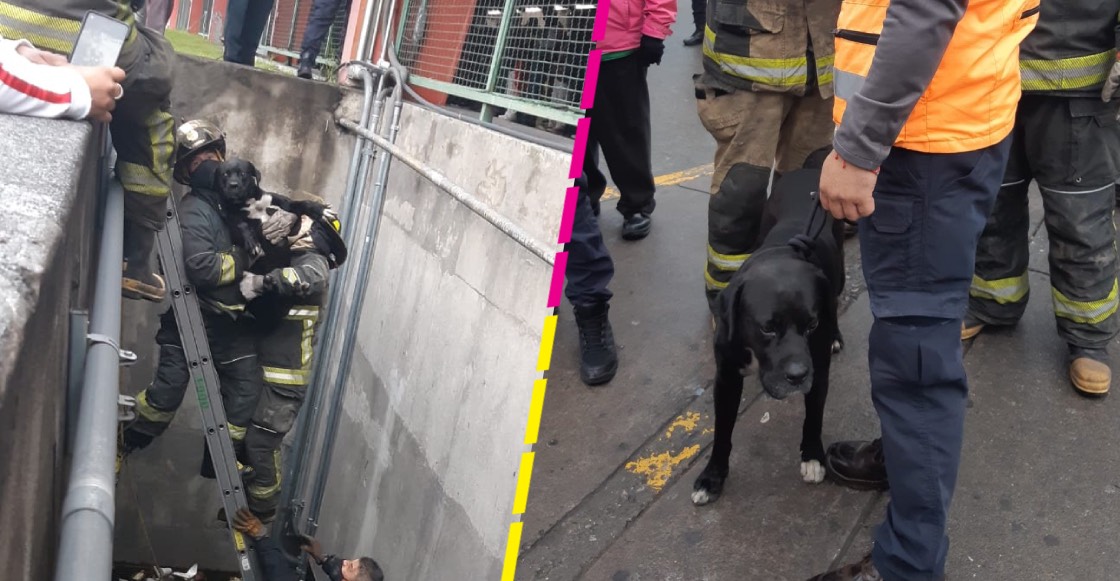 ¡Se rifaron! Bomberos de CDMX rescatan a un perrito que cayó a una fosa pluvial