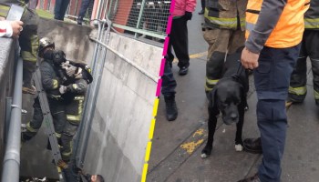 ¡Se rifaron! Bomberos de CDMX rescatan a un perrito que cayó a una fosa pluvial