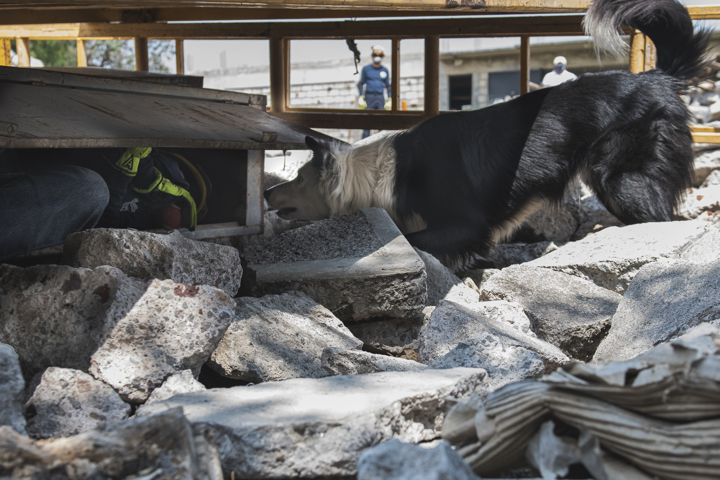 busqueda-perros-unam