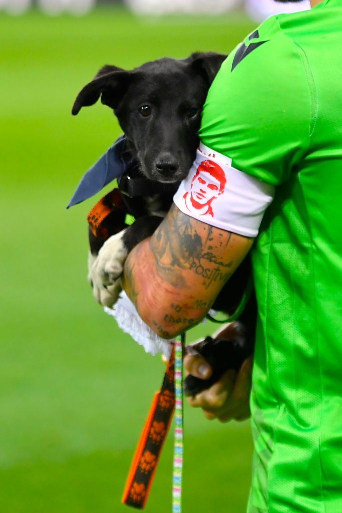 La iniciativa de la Federación Rumana de Futbol para promover la adopción canina