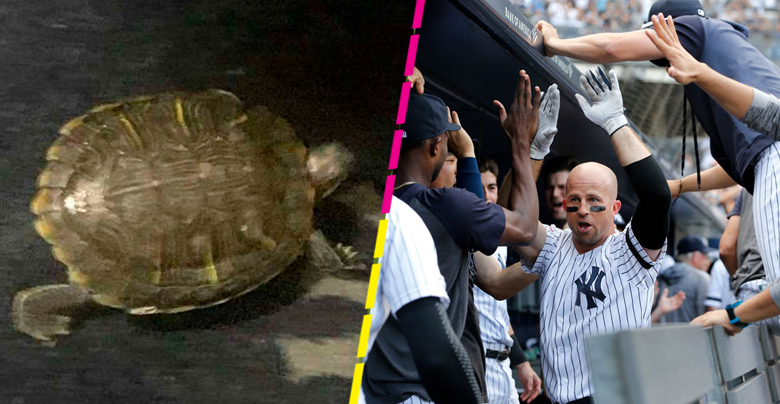 Conoce a Bronxie, la tortuga que se convirtió en el amuleto de los Yankees en la MLB