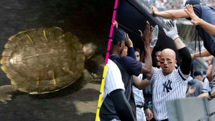 Conoce a Bronxie, la tortuga que se convirtió en el amuleto de los Yankees en la MLB
