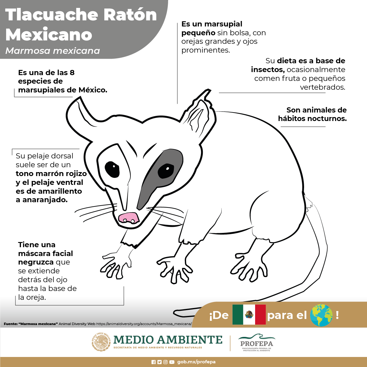 dibujos-ilustraciones-borrego-crikoso-cricoso-feo-profepa-facebook-animales-03