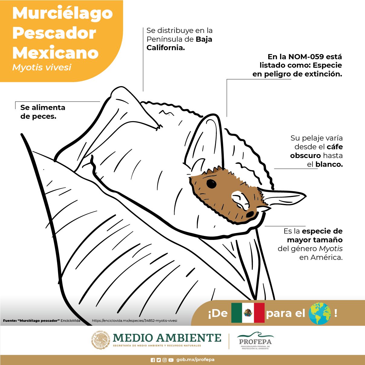 dibujos-ilustraciones-borrego-crikoso-cricoso-feo-profepa-facebook-animales-04