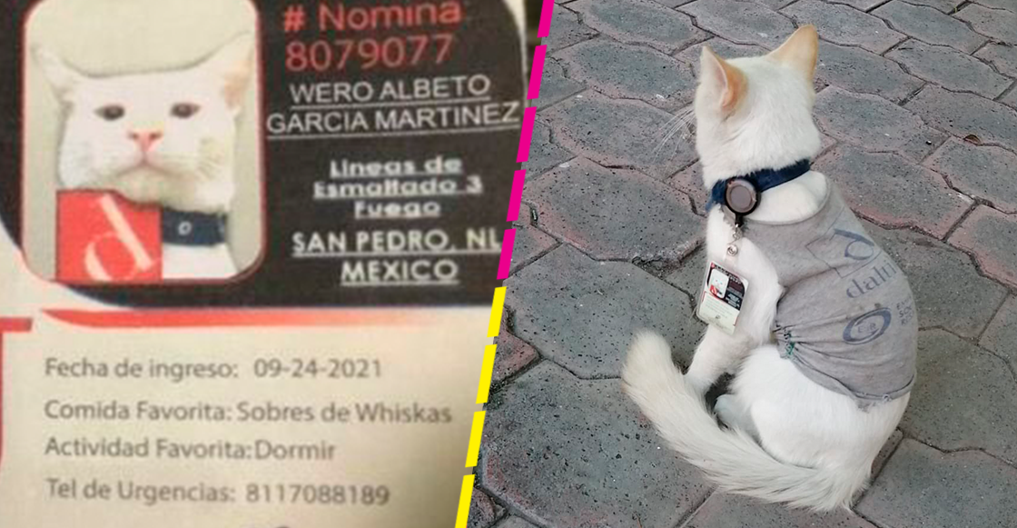 Con todo y gafete: Empresa adopta y contrata a gatito callejero como vigilante