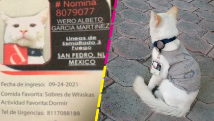 Con todo y gafete: Empresa adopta y contrata a gatito callejero como vigilante