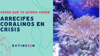 extincion-crisis-arrecifes-coral