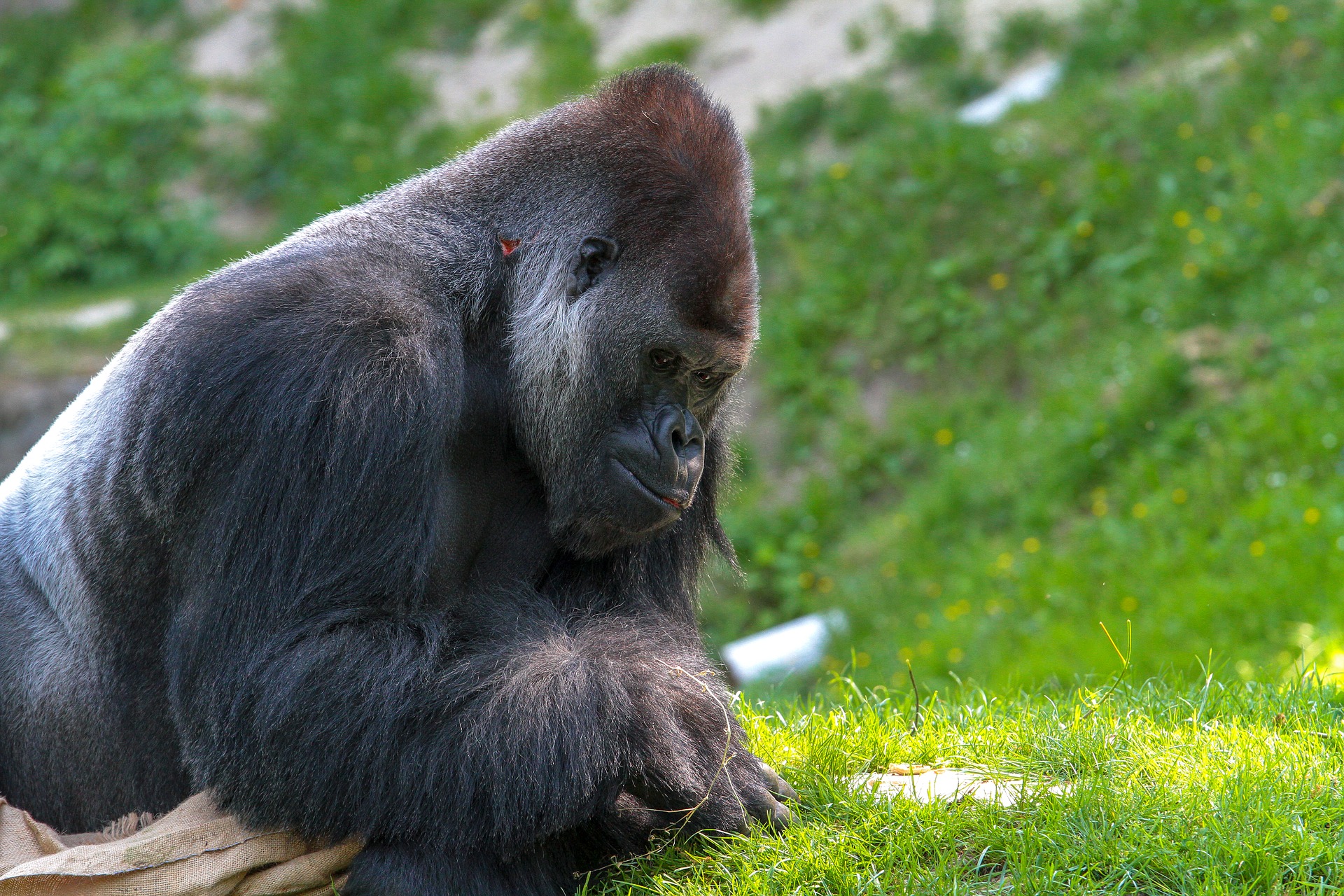 Detectan a un grupo de gorilas contagiados de COVID-19 en zoológico de EU