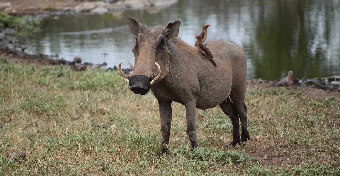 Tsss: Jabalí embiste y mata a hombre que lo intentaba cazar