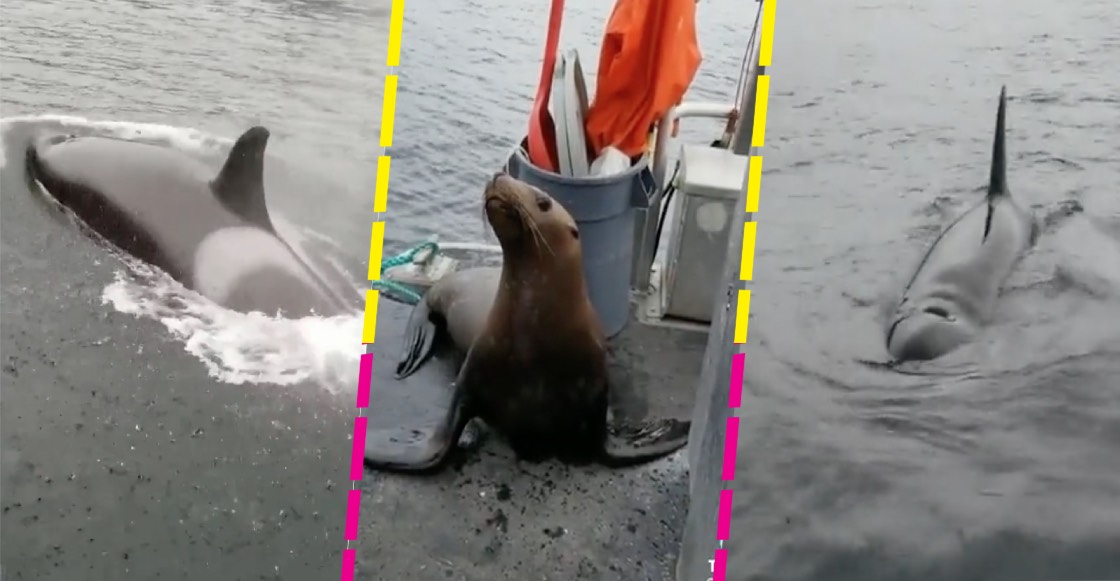 Ay, no: León marino se sube al barco de una mujer para escapar de un grupo de orcas