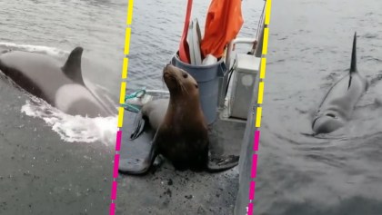 Ay, no: León marino se sube al barco de una mujer para escapar de un grupo de orcas