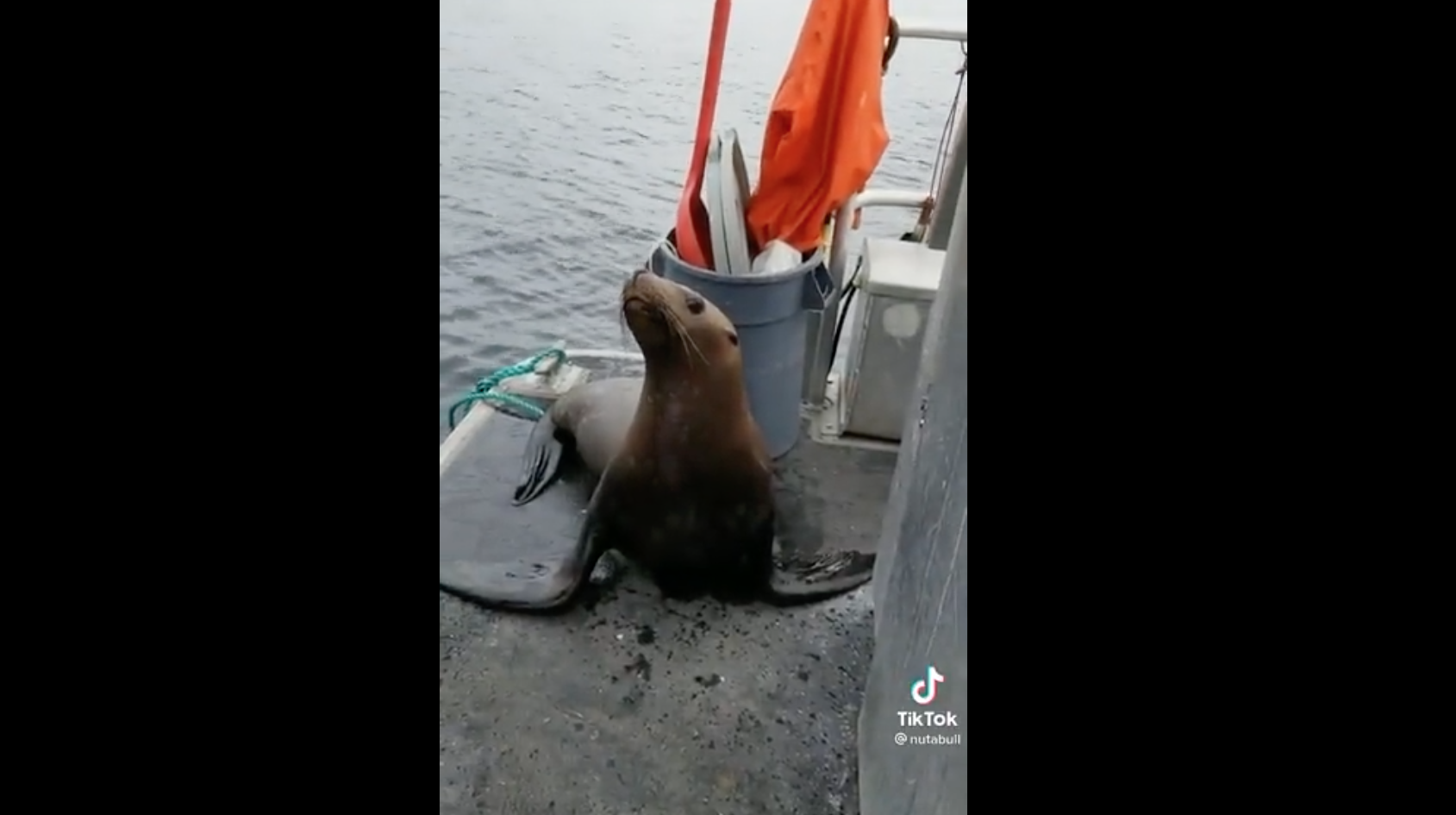 Ay, no: León marino se sube al barco de una mujer para escapar de un grupo de orcas
