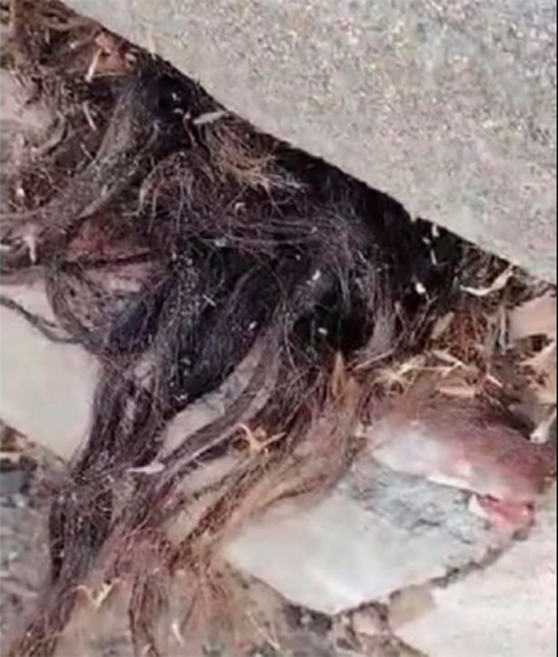 Video: Sujeto encuentra pelo humano saliendo de una tumba y se viraliza en TikTok