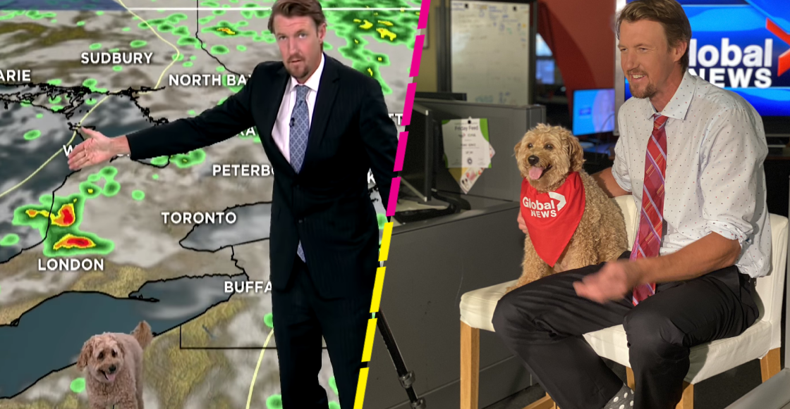 Awww: Perrito interrumpe reporte del clima en noticiero y se vuelve viral