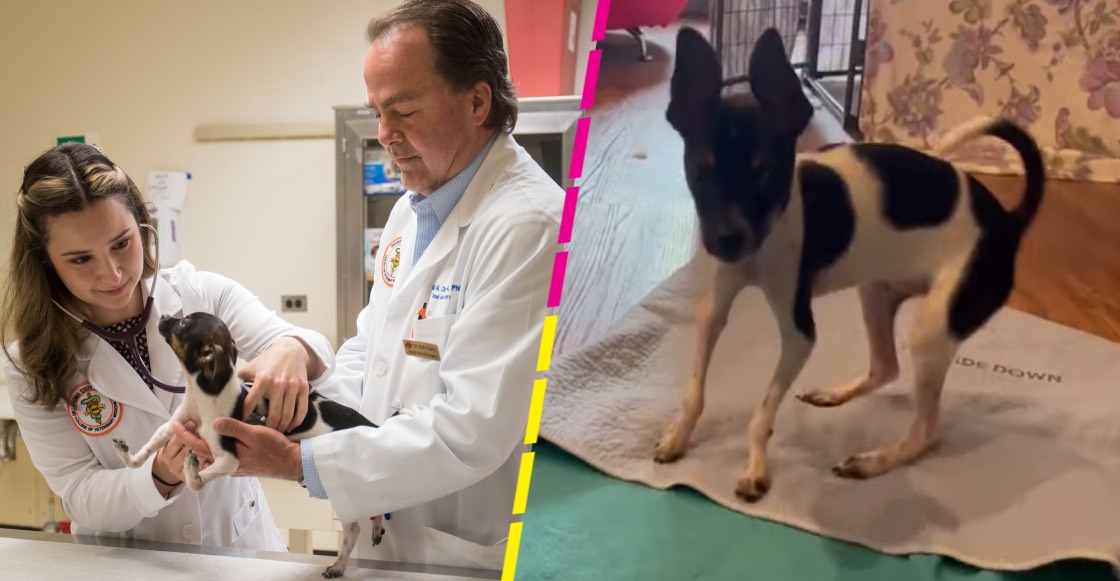 ¡Bravo! Perrito que nació con las patas al revés recibe tratamiento para poder caminar
