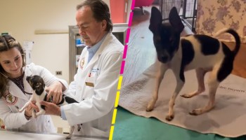 ¡Bravo! Perrito que nació con las patas al revés recibe tratamiento para poder caminar