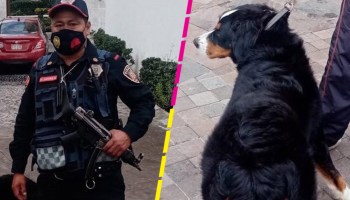 policia-evita-atropellen-perrito-cuajimalpa
